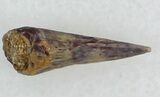Permian Amphibian (Trimerorhachis) Claw - Oklahoma #33606-1